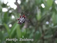 [Gasteracantha]